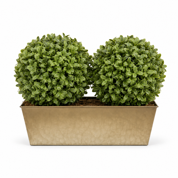 Topiary Double Ball Aglaia Boxwood in Rustic Slanted Tin Window Box 35cm/14in - A1029