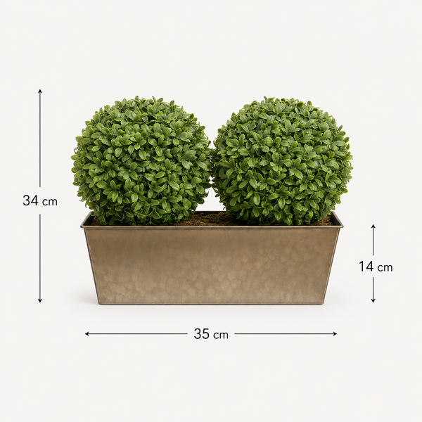 Topiary Double Ball Aglaia Boxwood in Rustic Slanted Tin Window Box 35cm/14in - A1029