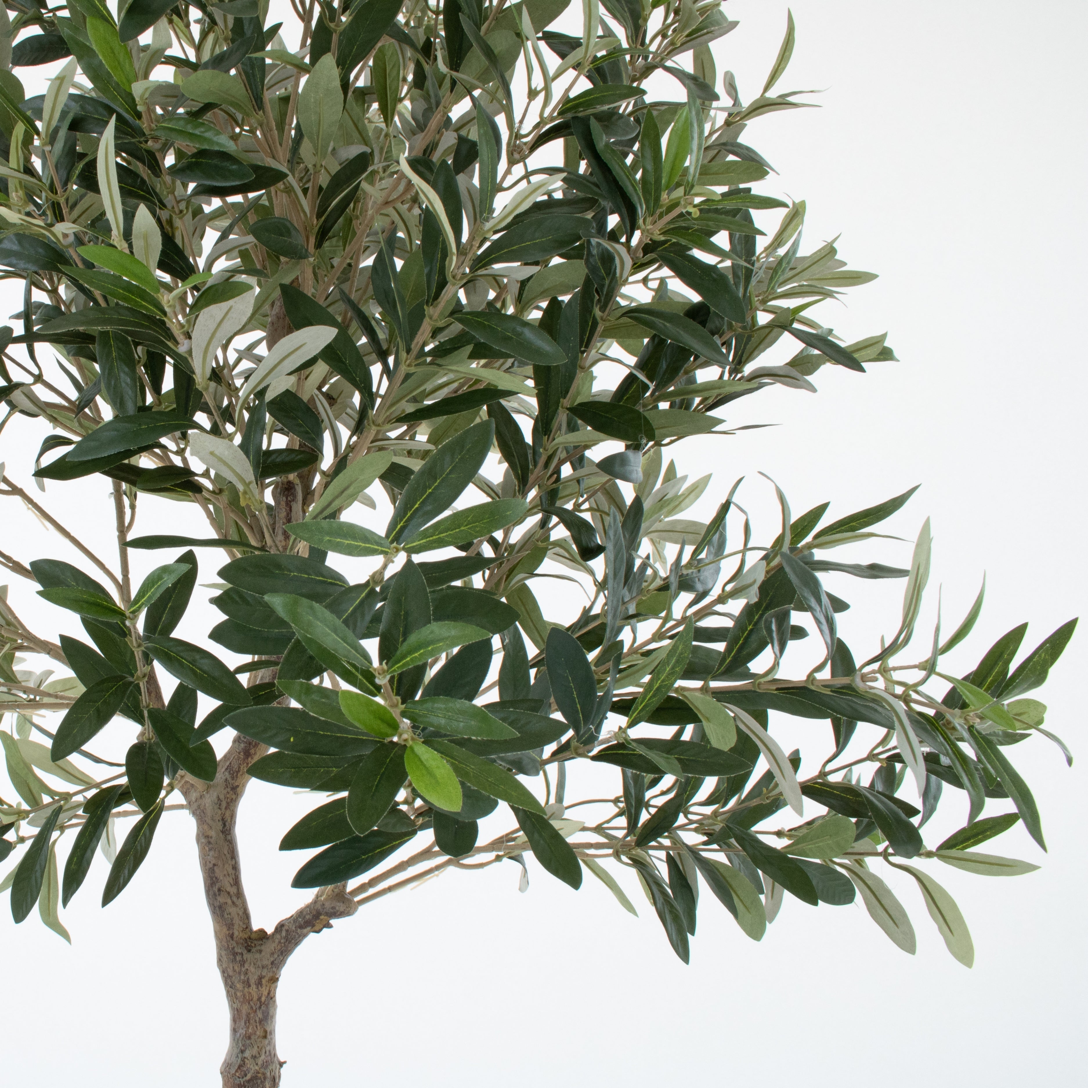 Olive Tree 5ft/150cm - Premium Quality & Natural Appearance - A1034