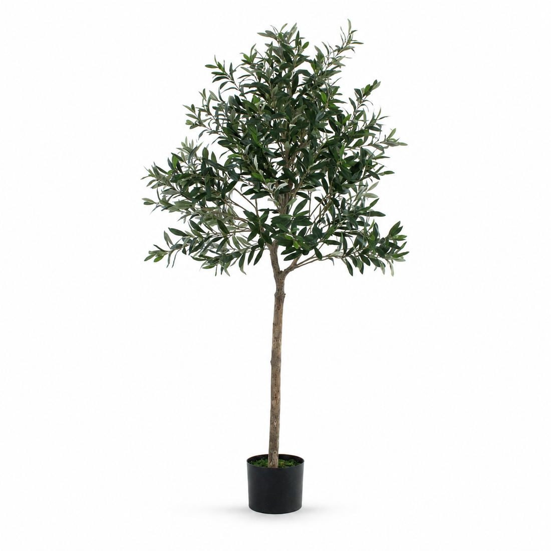Olive Tree 5ft/150cm - Premium Quality & Natural Appearance - A1034
