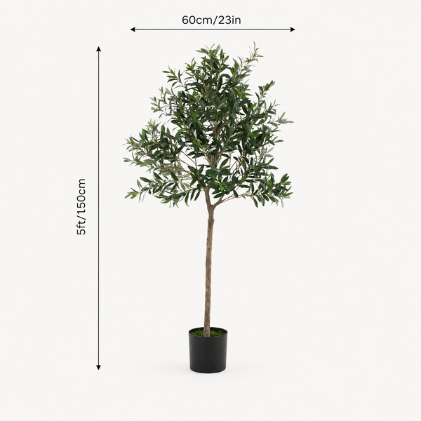 Olive Tree 5ft/150cm - Premium Quality & Natural Appearance - A1034
