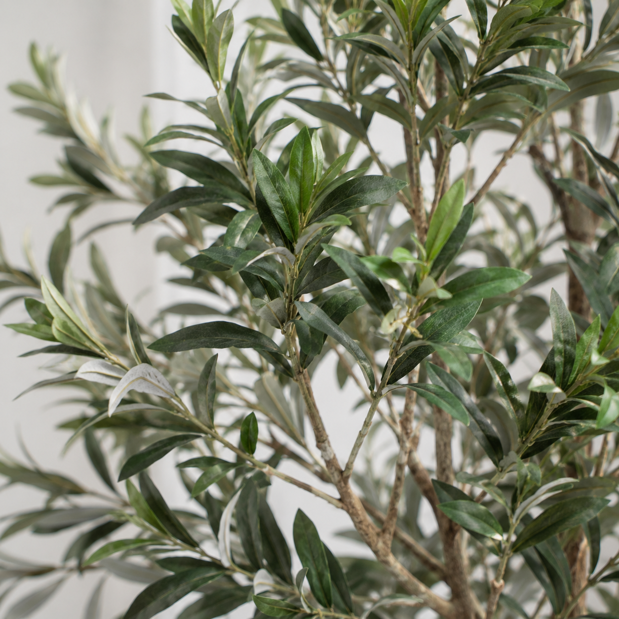 Olive Tree 5ft/150cm - Premium Quality & Natural Appearance - A1034