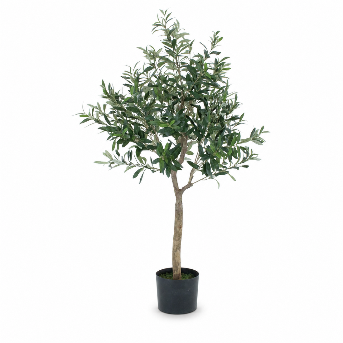 Olive Tree 4ft/120 cm - Premium Quality & Natural Appearance - A1037