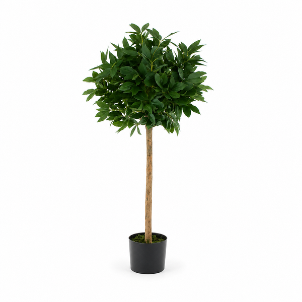 Bay Laurel Tree 4ft/120 cm - With Real Wood Trunk, Natural Leaf and Brown Berries - A1038
