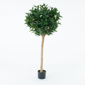 Bay Laurel Tree 5ft/150 cm - With Real Wood Trunk, Natural Leaf and Brown Berries - A1039