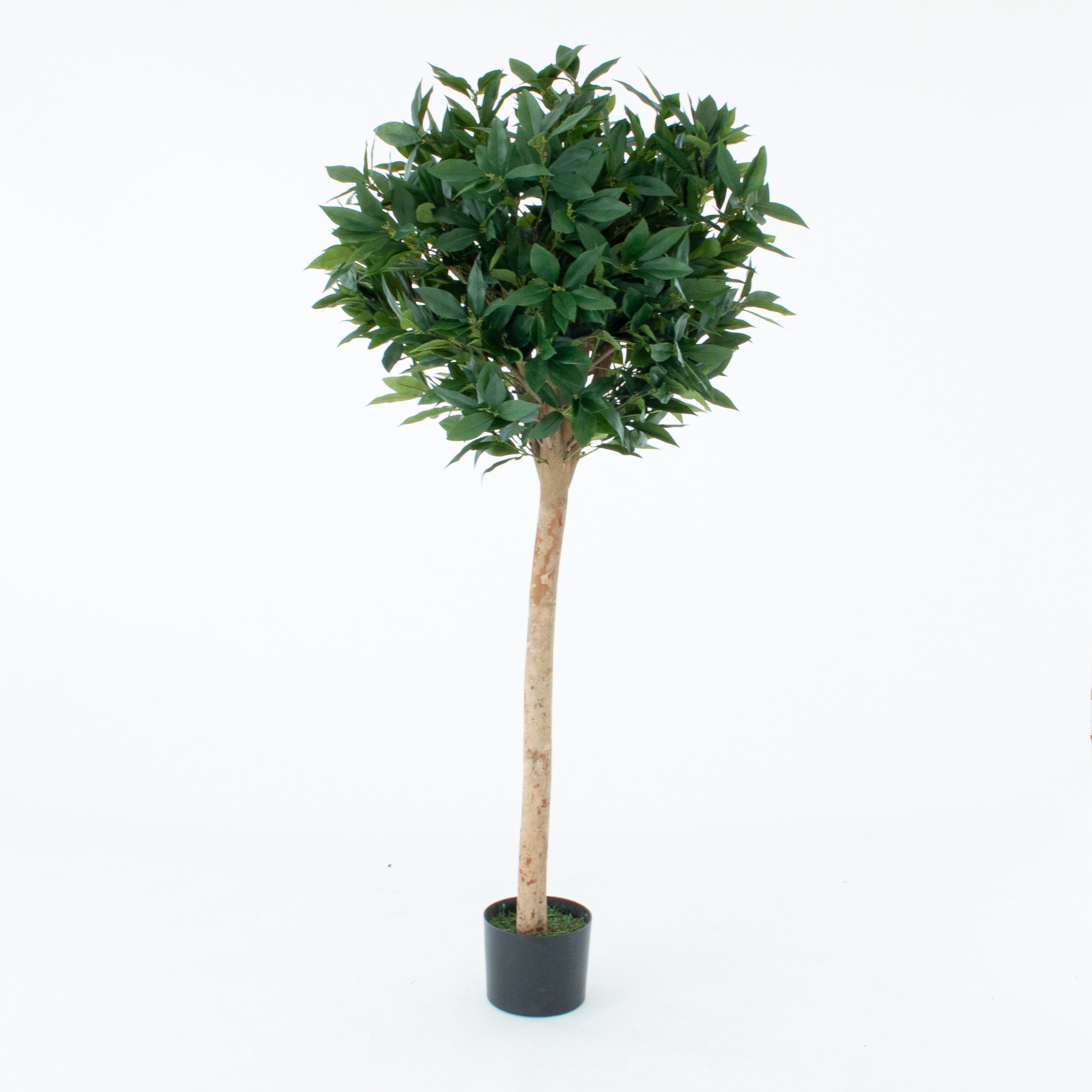 Bay Laurel Tree 5ft/150 cm - With Real Wood Trunk, Natural Leaf and Brown Berries - A1039