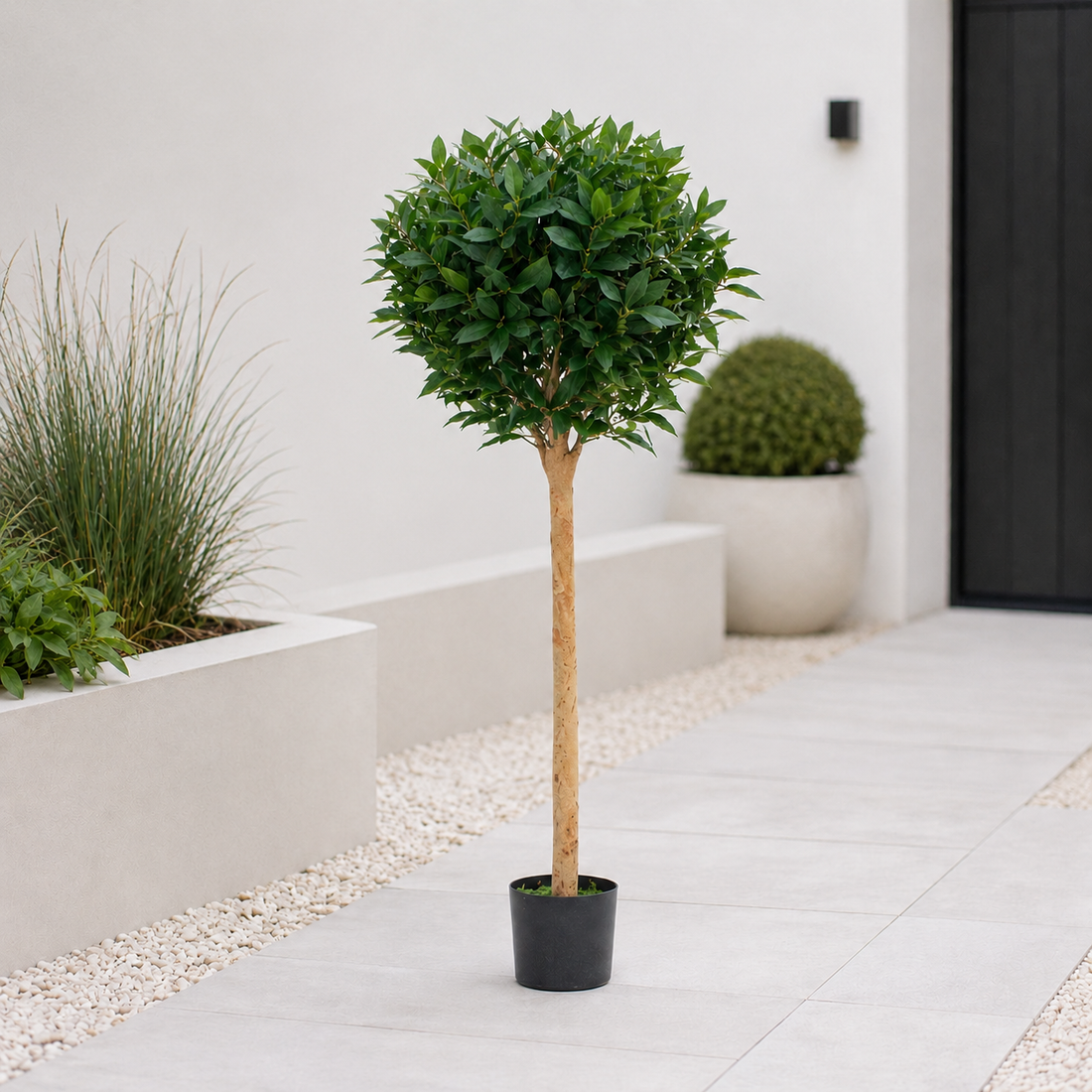 Bay Laurel Tree 5ft/150 cm - With Real Wood Trunk, Natural Leaf and Brown Berries - A1039