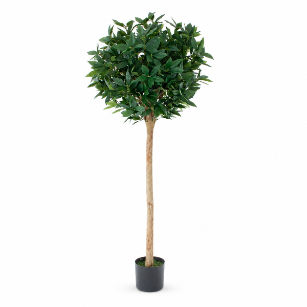 Bay Laurel Tree 5ft/150 cm - With Real Wood Trunk, Natural Leaf and Brown Berries - A1039