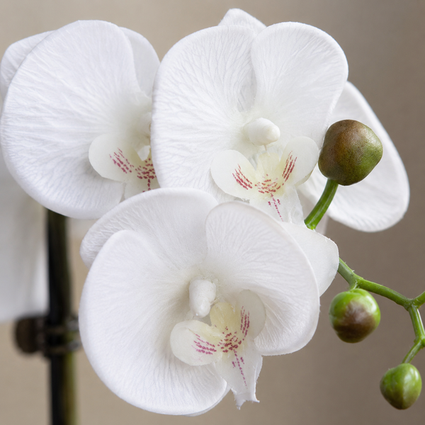Elegant Real Touch Single Stem White Orchid in Round White Ceramic Pot (46cm) - A1040