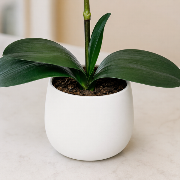 Elegant Real Touch Single Stem White Orchid in Round White Ceramic Pot (46cm) - A1040