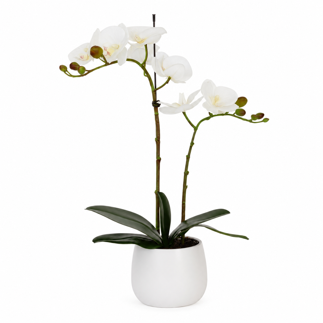 Elegant Real Touch Double Stem White Potted Orchid in Round White Ceramic Pot (46cm) - A1041