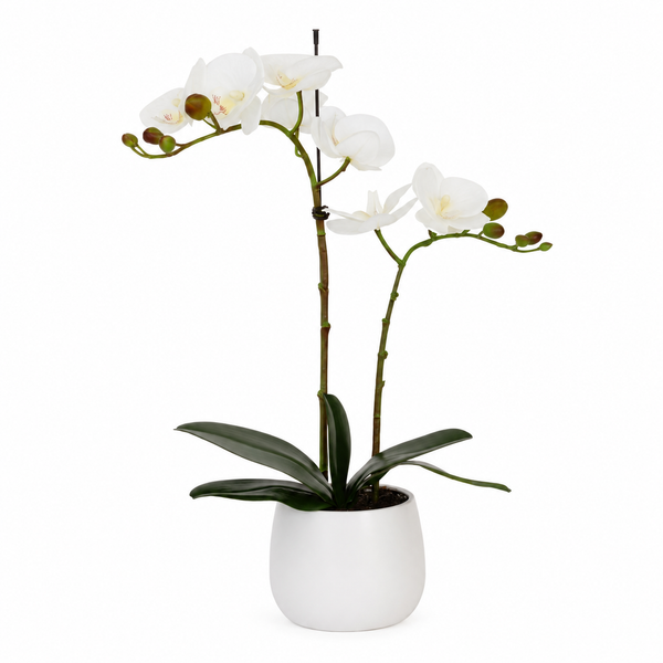 Elegant Real Touch Double Stem White Potted Orchid in Round White Ceramic Pot (46cm) - A1041