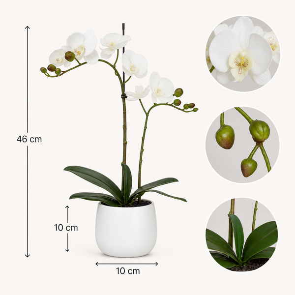 Elegant Real Touch Double Stem White Potted Orchid in Round White Ceramic Pot (46cm) - A1041