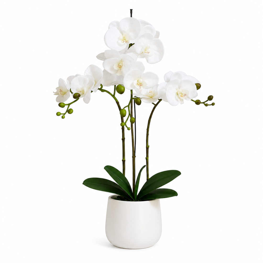 Elegant Real Touch Large Triple Stem White Potted Orchid in Round White Ceramic Pot (65cm) - A1042