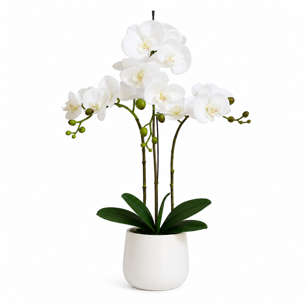 Elegant Real Touch Large Triple Stem White Potted Orchid in Round White Ceramic Pot (65cm) - A1042