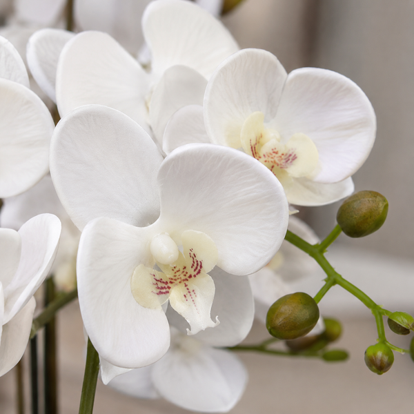 Elegant Real Touch Large Triple Stem White Potted Orchid in Round White Ceramic Pot (65cm) - A1042