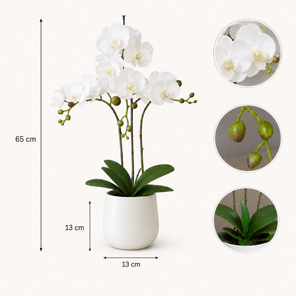 Elegant Real Touch Large Triple Stem White Potted Orchid in Round White Ceramic Pot (65cm) - A1042