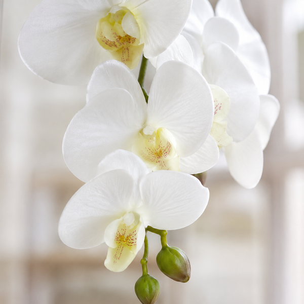 Elegant Real Touch Large White Single Stem Orchid in Round White Ceramic Pot (65cm) - A1043