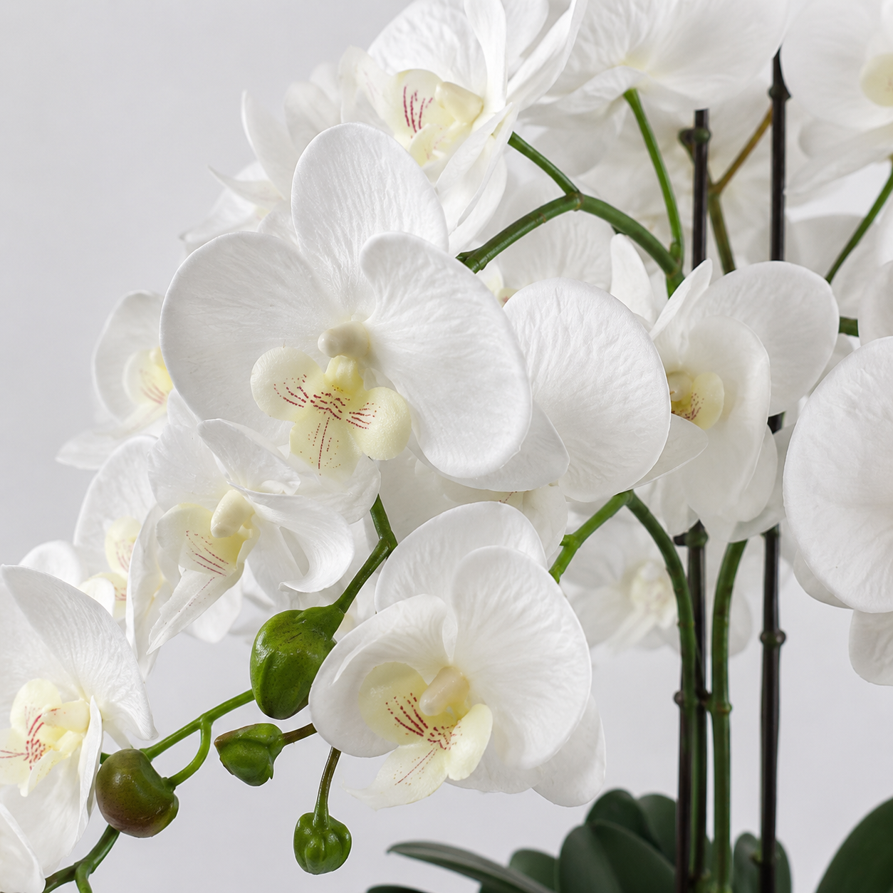 Elegant Real Touch Large Six Stem Butterfly Potted Orchid in Decorative Silver Ceramic Pot (65cm) - A1044