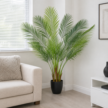 Large Areca Palm Tree in Black Pot 150cm/5ft - A1045
