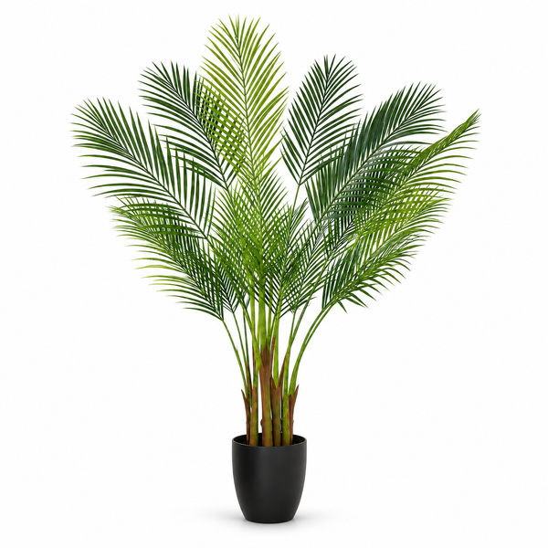 Large Areca Palm Tree in Black Pot 150cm/5ft - A1045