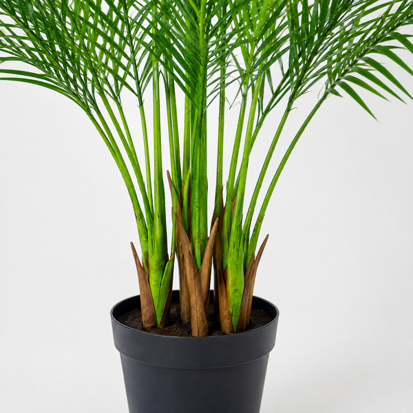 Large Areca Palm Tree in Black Pot 150cm/5ft - A1045