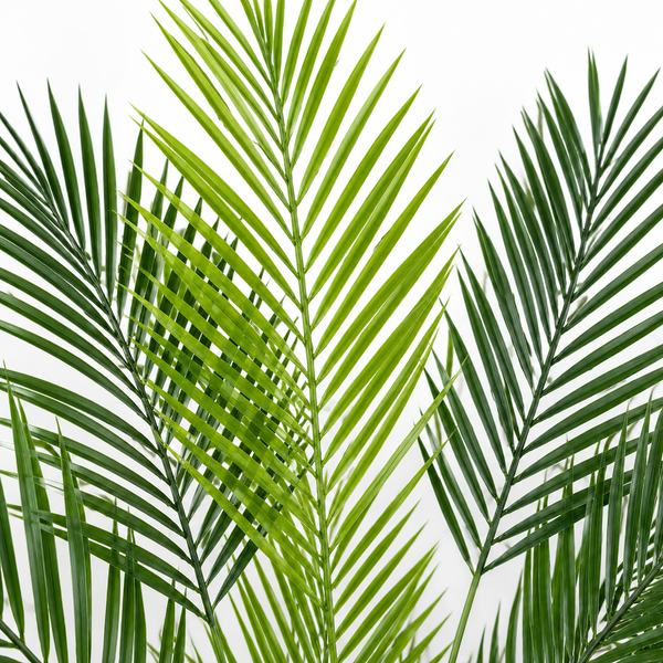 Large Areca Palm Tree in Black Pot 150cm/5ft - A1045
