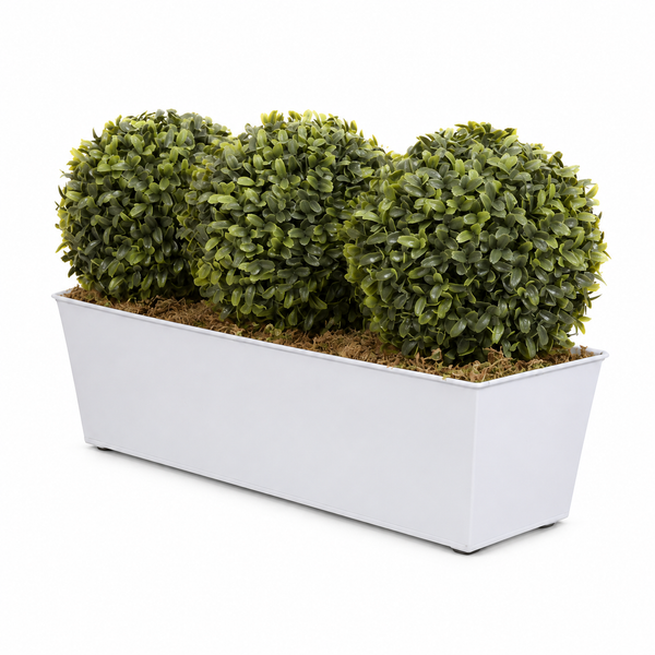 Topiary Triple Ball Aglaia Boxwood in White Slanted Tin Window Box 54cm/21in - A1049