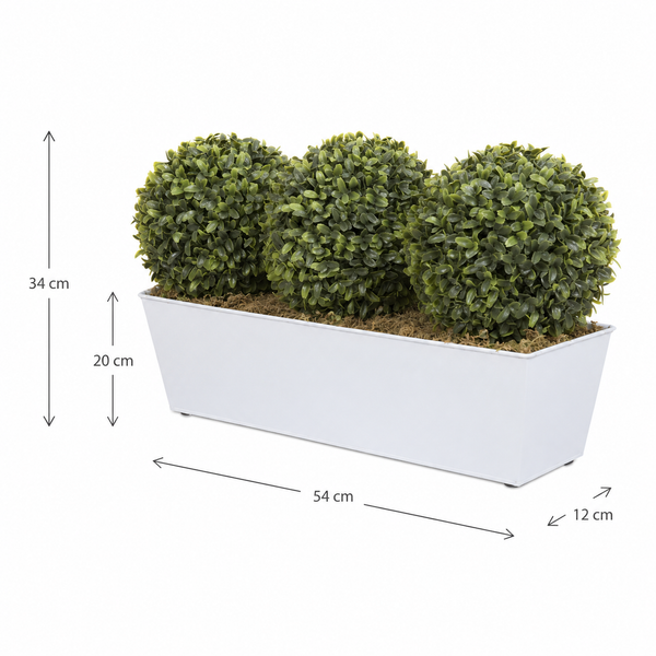 Topiary Triple Ball Aglaia Boxwood in White Slanted Tin Window Box 54cm/21in - A1049