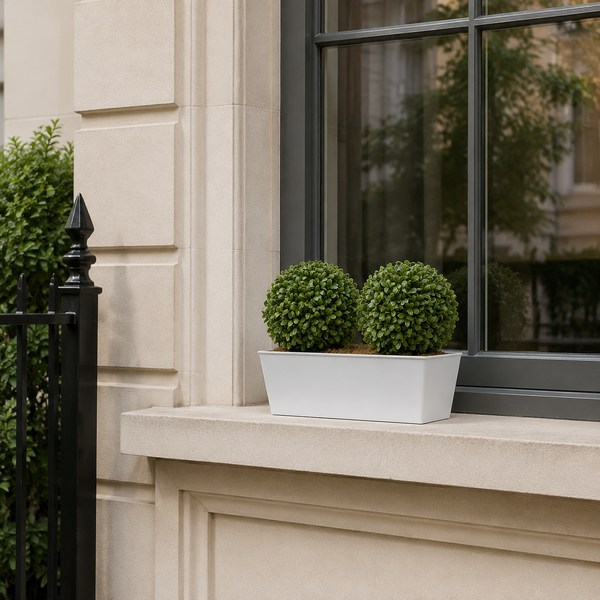 Topiary Double Ball Aglaia Boxwood in White Slanted Tin Window Box 35cm/14in - A1057