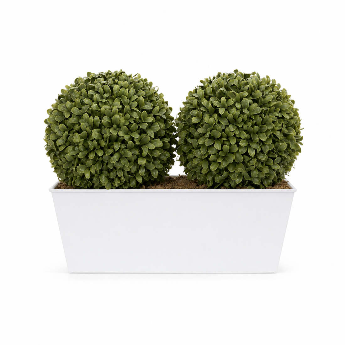 Topiary Double Ball Aglaia Boxwood in White Slanted Tin Window Box 35cm/14in - A1057