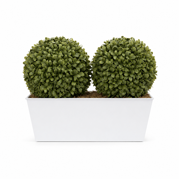 Topiary Double Ball Aglaia Boxwood in White Slanted Tin Window Box 35cm/14in - A1057