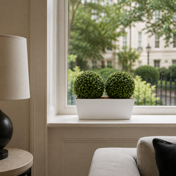 Topiary Double Ball Aglaia Boxwood in White Slanted Tin Window Box 35cm/14in - A1057