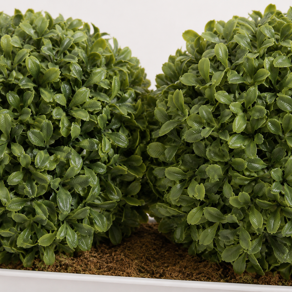 Topiary Double Ball Aglaia Boxwood in White Slanted Tin Window Box 35cm/14in - A1057