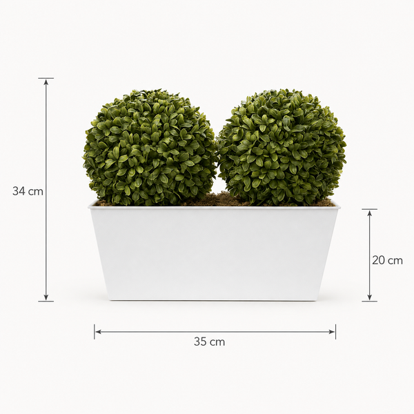 Topiary Double Ball Aglaia Boxwood in White Slanted Tin Window Box 35cm/14in - A1057