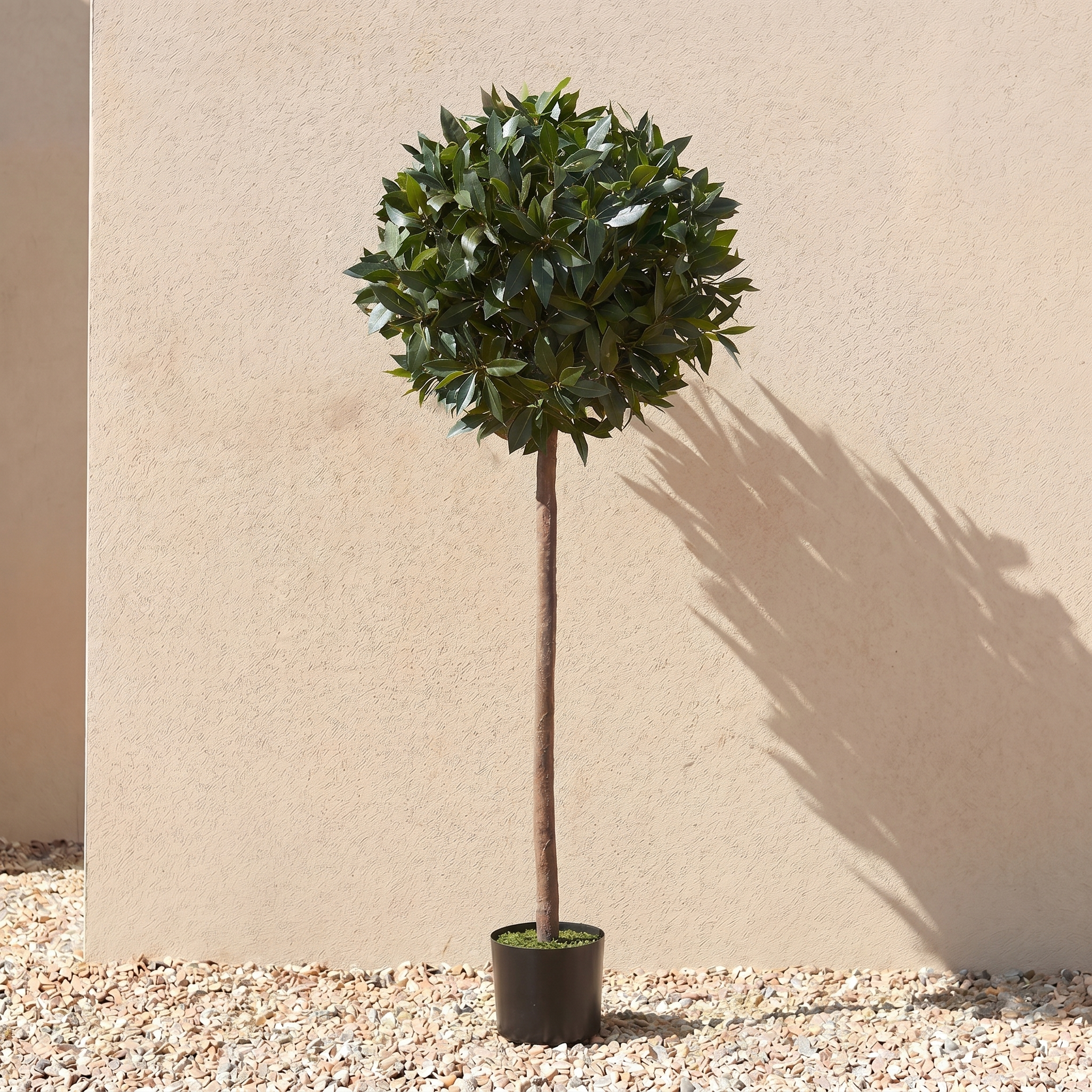 Bay Tree 5ft/154 cm - With Real Wood Trunk, Natural Leaf and Brown Berries - A1058