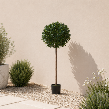 Bay Tree 5ft/154 cm - With Real Wood Trunk, Natural Leaf and Brown Berries - A1058