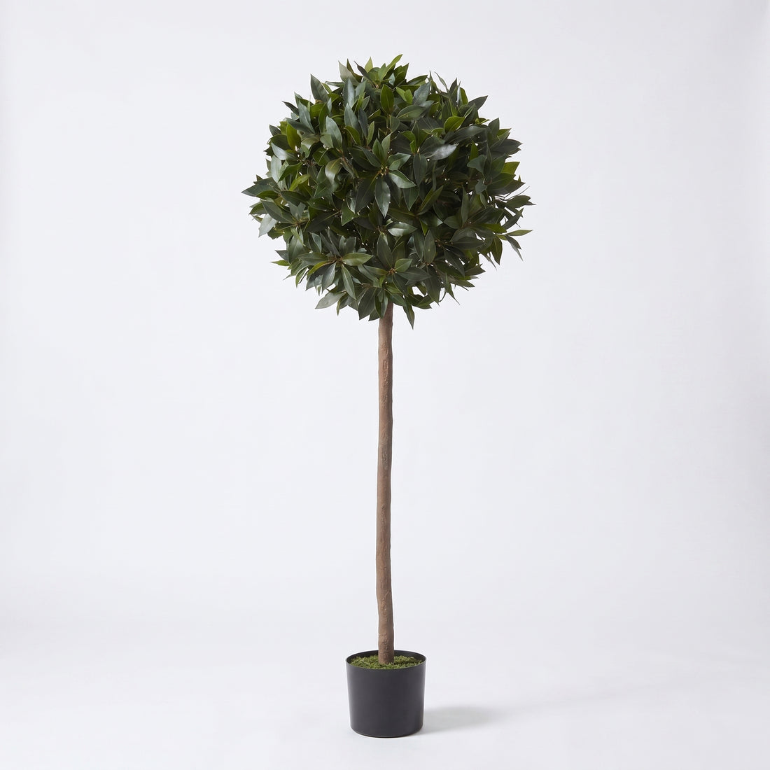 Bay Tree 5ft/154 cm - With Real Wood Trunk, Natural Leaf and Brown Berries - A1058