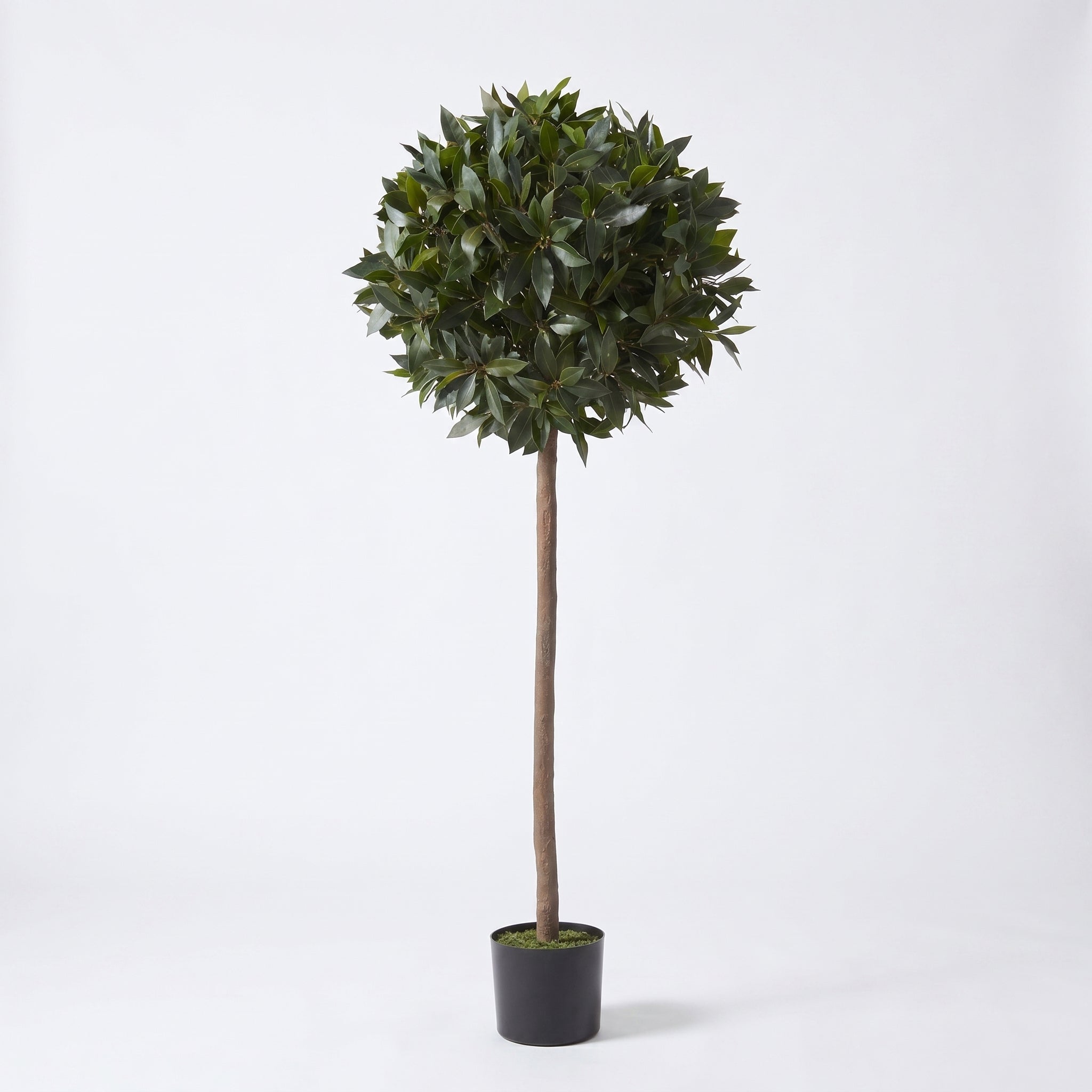 Bay Tree 5ft/154 cm - With Real Wood Trunk, Natural Leaf and Brown Berries - A1058