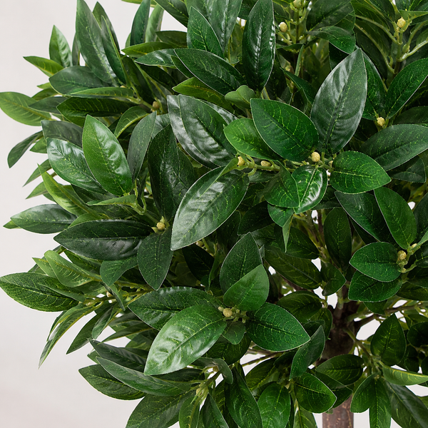 Bay Tree 5ft/154 cm - With Real Wood Trunk, Natural Leaf and Brown Berries - A1058