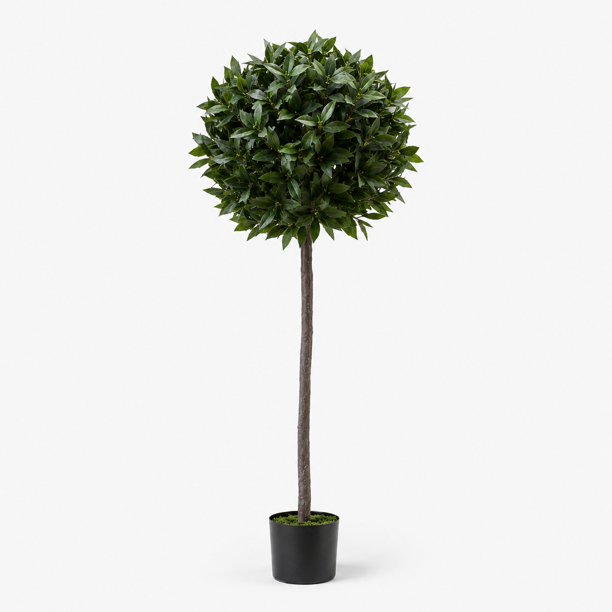 Bay Tree 5ft/154 cm - With Real Wood Trunk, Natural Leaf and Brown Berries - A1058