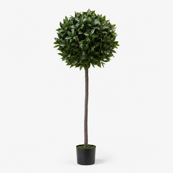 Bay Tree 5ft/154 cm - With Real Wood Trunk, Natural Leaf and Brown Berries - A1058