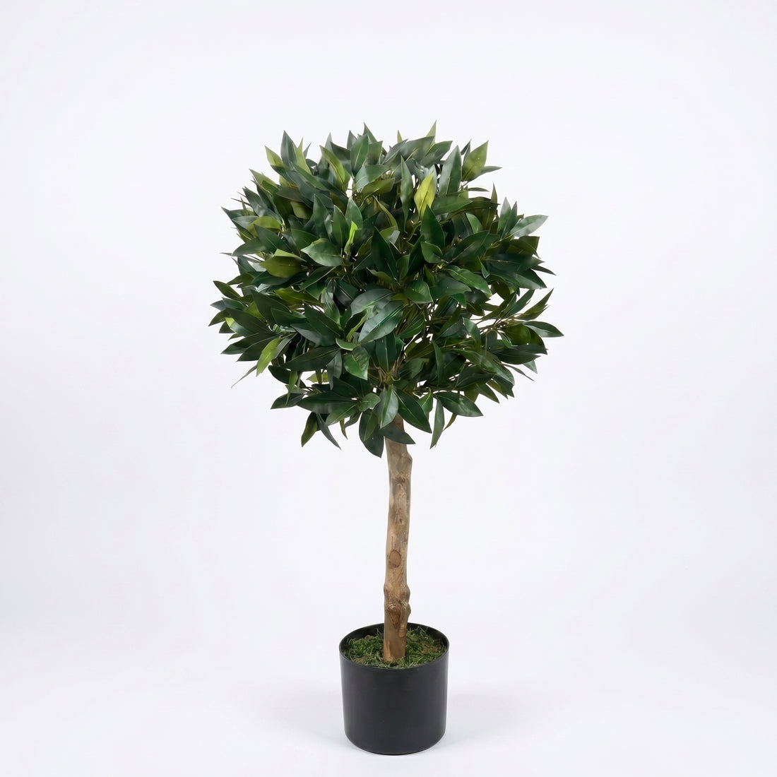 Bay Trees (Set of 2) 3ft/84 cm - With Real Wood Trunk, Natural Leaf and Brown Berries - A1059
