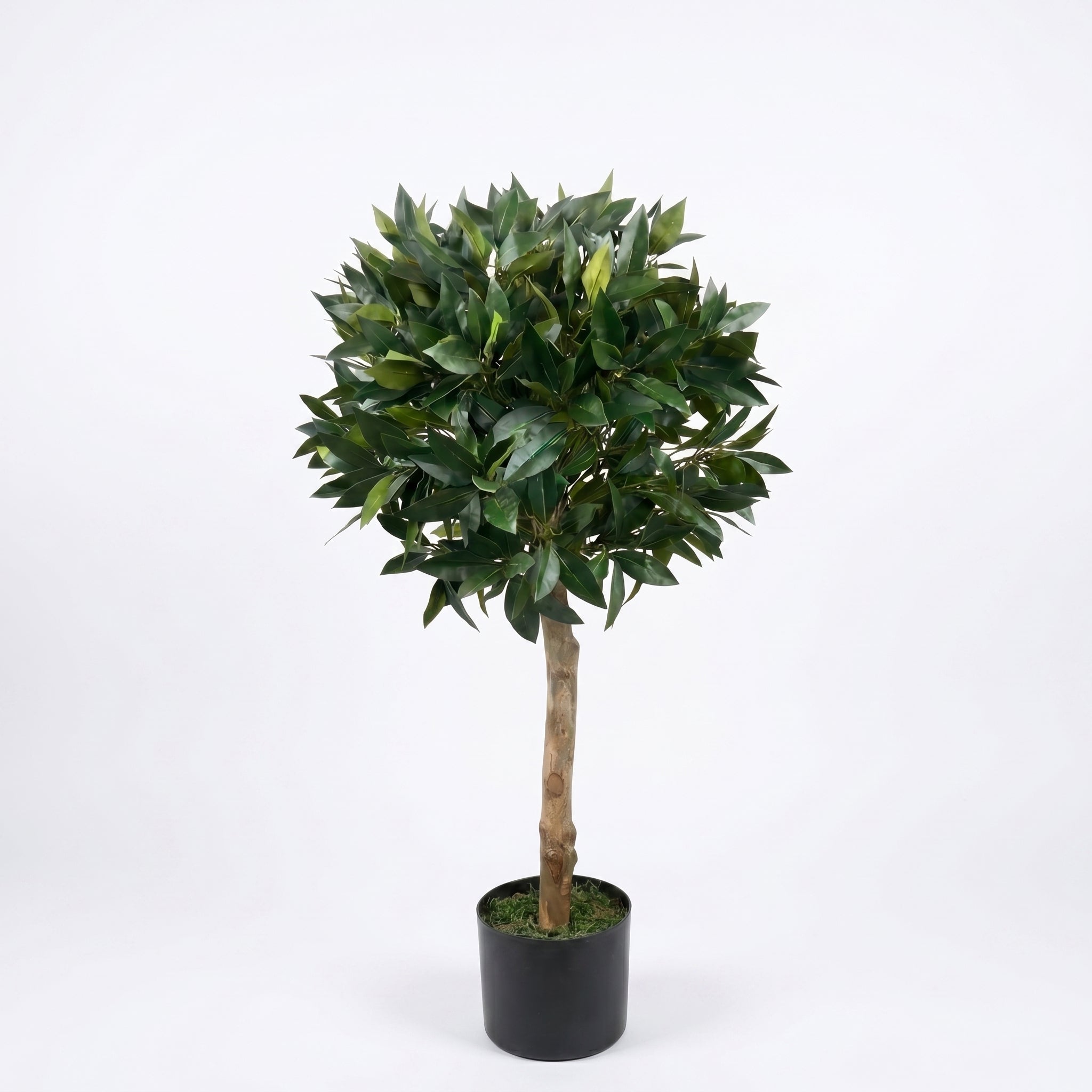 Bay Trees (Set of 2) 3ft/84 cm - With Real Wood Trunk, Natural Leaf and Brown Berries - A1059