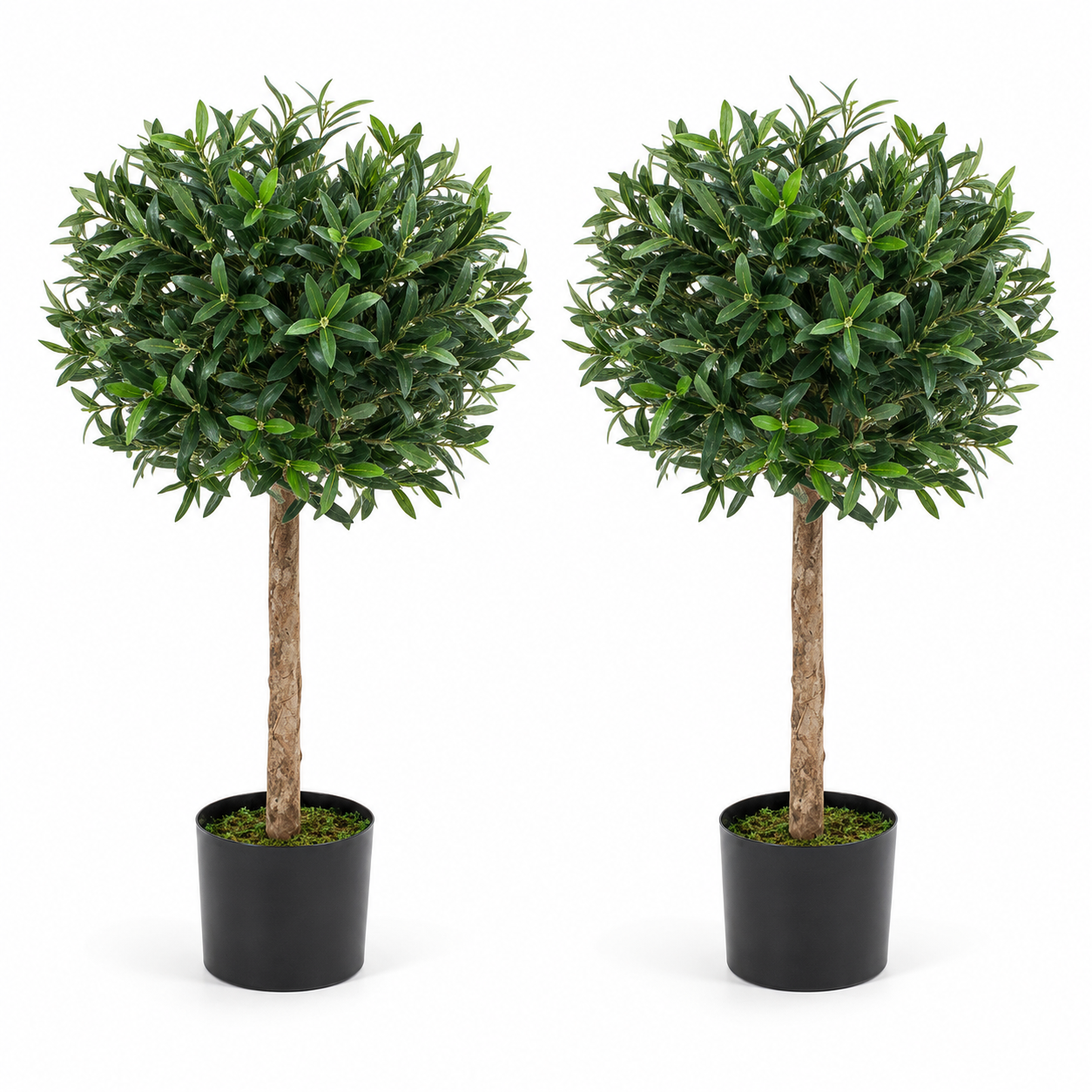 Bay Trees (Set of 2) 3ft/84 cm - With Real Wood Trunk, Natural Leaf and Brown Berries - A1059