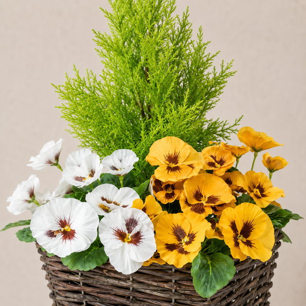 Yellow & White Pansy Rattan Patio Planters (Set of 2) 60cm/24in  - A1062