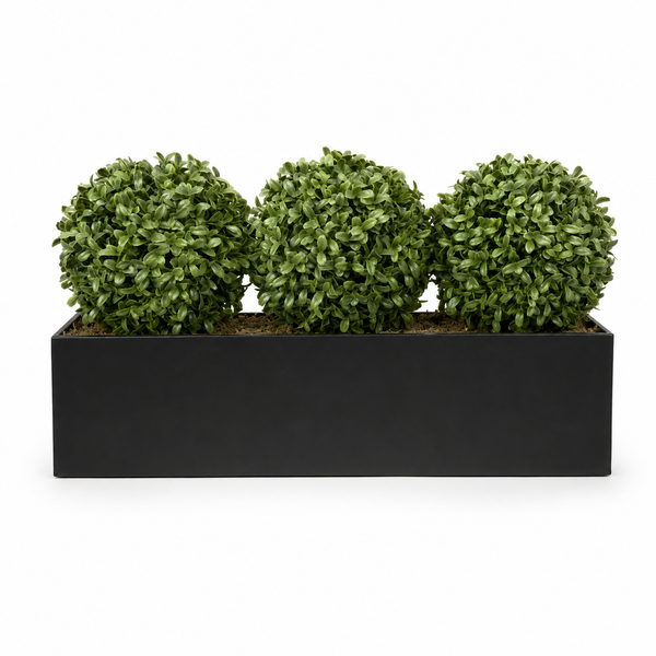 Topiary Triple Ball Aglaia Boxwood in Black Straight Tin Window Box 54cm/21in - A1067