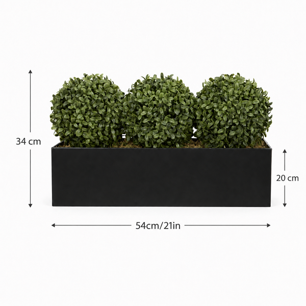 Topiary Triple Ball Aglaia Boxwood in Black Straight Tin Window Box 54cm/21in - A1067