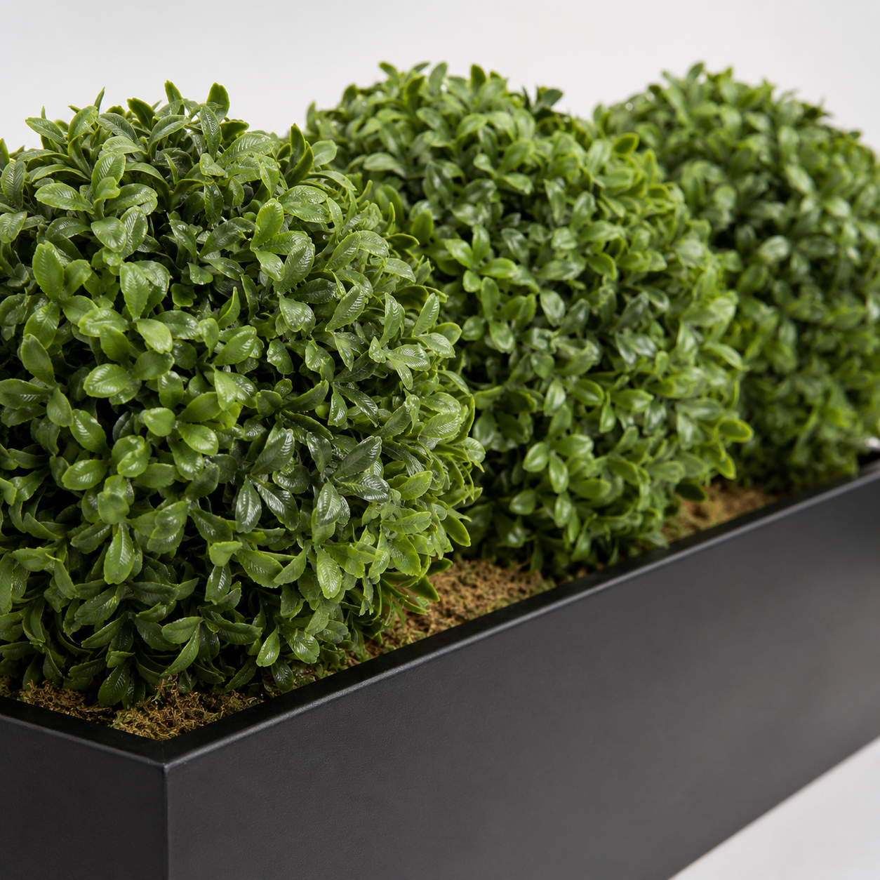 Topiary Triple Ball Aglaia Boxwood in Black Straight Tin Window Box 54cm/21in - A1067