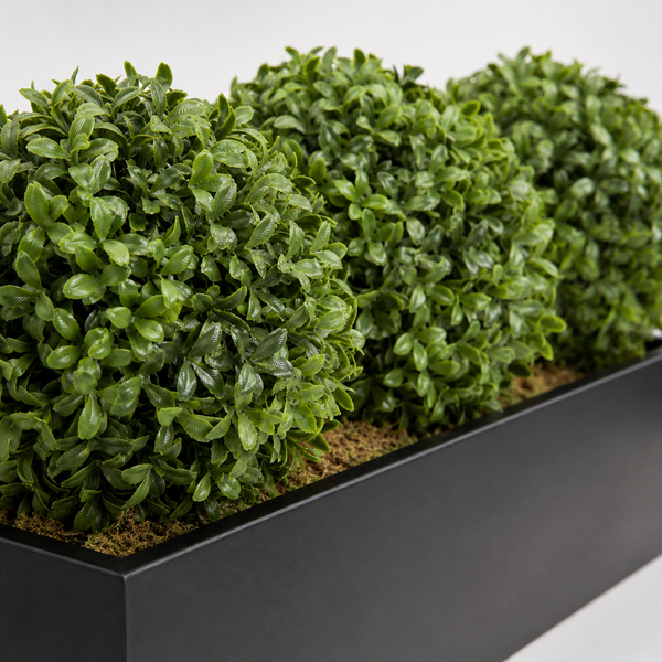 Topiary Triple Ball Aglaia Boxwood in Black Straight Tin Window Box 54cm/21in - A1067